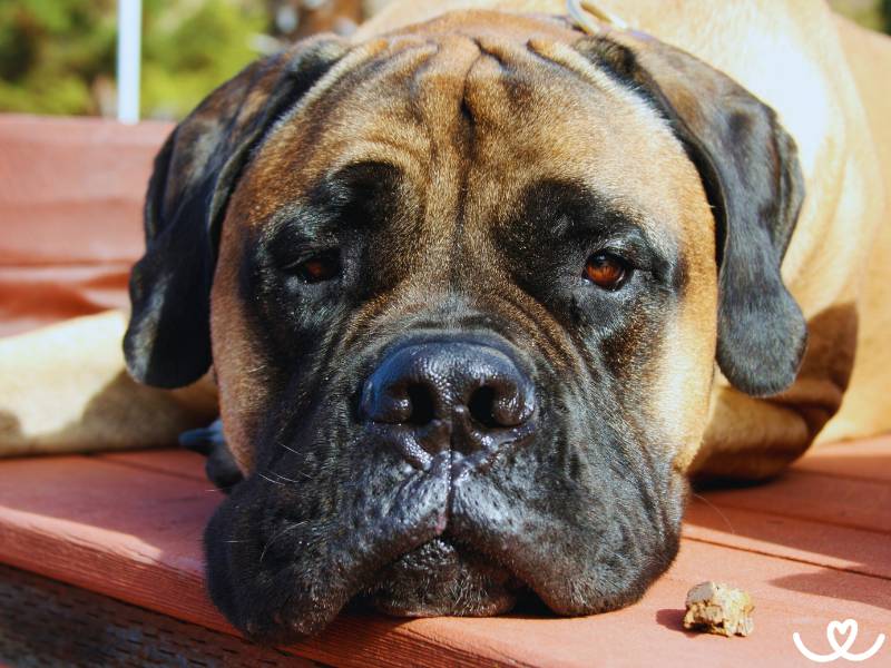 Psi-plemeno-bullmastiff (9)